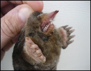 Moles and Voles