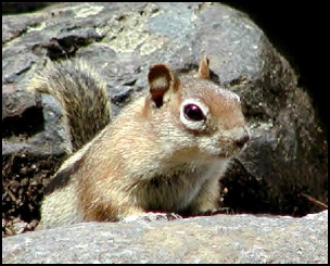 Squirrels 